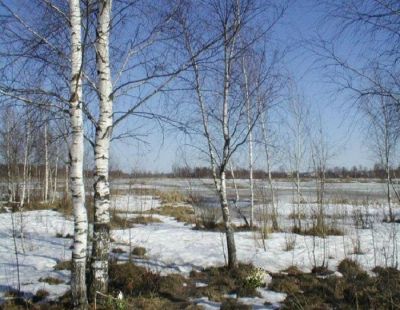 Лот: 5291262. Фото: 1. сок березовый. Напитки