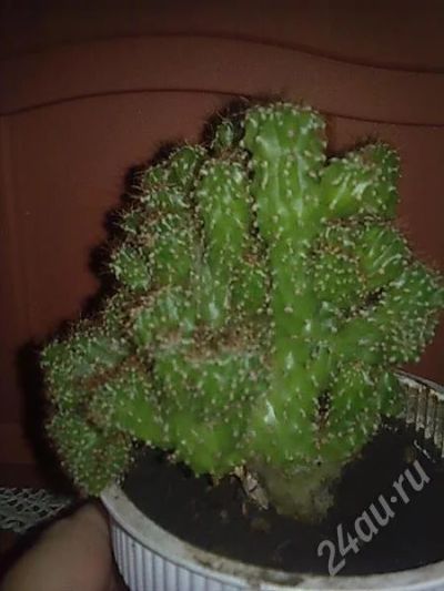 Лот: 510321. Фото: 1. Кактус. Горшечные растения и комнатные цветы