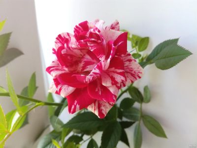 Лот: 9672026. Фото: 1. Роза Парад цветов (Parade Gigi... Горшечные растения и комнатные цветы