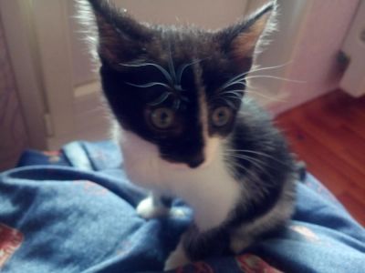 Лот: 10444773. Фото: 1. Котенок в добрые руки. Кошки, котята