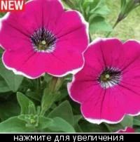 Лот: 7285599. Фото: 1. Вегетативная петуния Sweet Pleasure... Садовые цветы