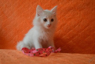 Лот: 5831491. Фото: 1. Котенок 1 месяц. Кошки, котята