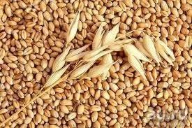 Лот: 9002740. Фото: 1. Продовольственное зерно пшеницы... Крупы, сыпучие продукты