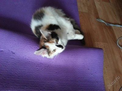 Лот: 2620056. Фото: 1. Кошечка! В добрые руки! Срочно... Кошки, котята