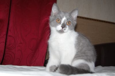 Лот: 4208266. Фото: 1. Скотиш-страйт (биколор). Кошки, котята