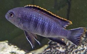 Лот: 8265334. Фото: 1. псевдотрофеус трофеопс (Pseudotropheus... Рыбки