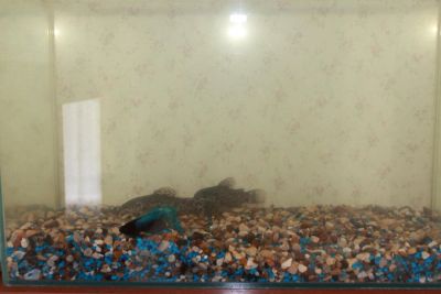 Лот: 10375109. Фото: 1. аквариум с рыбками. Аквариумы, террариумы