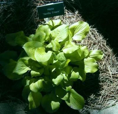 Лот: 25440123. Фото: 1. Хоста Ванилла Крем (hosta Vanilla... Садовые цветы