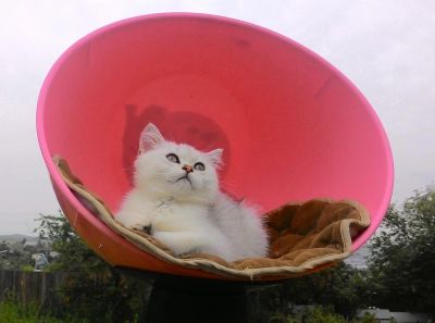 Лот: 7900625. Фото: 1. Британские котята, мальчики. Кошки, котята