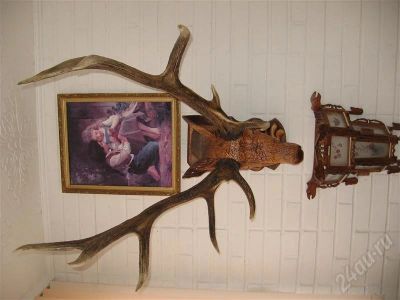 Лот: 569067. Фото: 1. Оленьи рога. Другое (домашний быт)