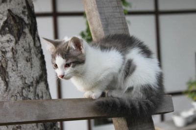 Лот: 7812014. Фото: 1. Котенок, белый с серыми пятнами... Кошки, котята