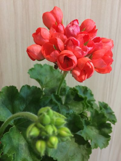 Лот: 11917950. Фото: 1. Пеларгония Red Pandora. Горшечные растения и комнатные цветы