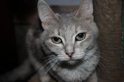 Лот: 3477329. Фото: 1. Красивая серая кошечка Кнопка... Кошки, котята