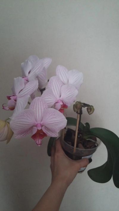 Лот: 7285016. Фото: 1. Орхидея фаленопсис (цветет, две... Горшечные растения и комнатные цветы