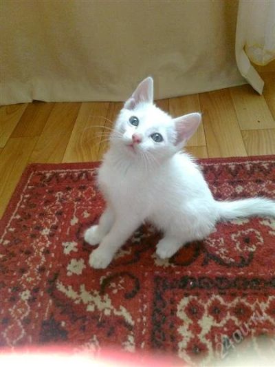 Лот: 1962694. Фото: 1. Очаровательный белоснежный котенок... Кошки, котята