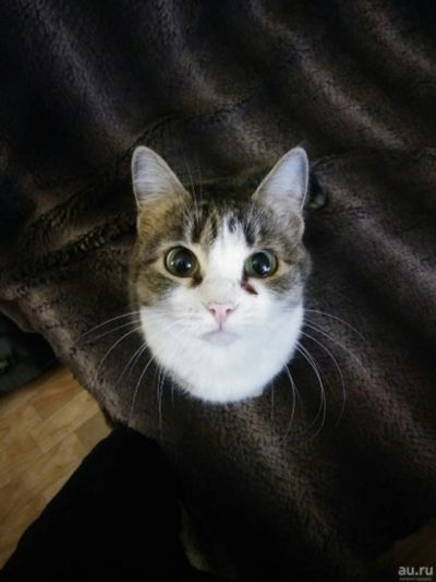 Лот: 13376438. Фото: 1. Кошка Ириска. Кошки, котята