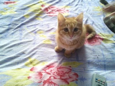 Лот: 2423526. Фото: 1. Очень ласковая кошечка. Кошки, котята