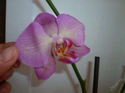 Лот: 2764580. Фото: 1. орхидея фаленопсис №24 (розовая... Горшечные растения и комнатные цветы