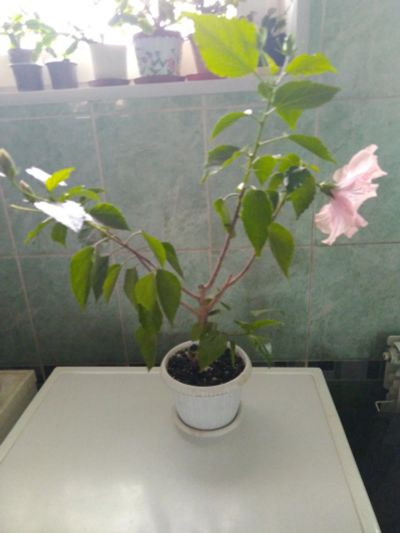 Лот: 14333728. Фото: 1. Гибискус (розово- сиреневый... Горшечные растения и комнатные цветы