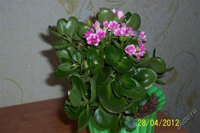 Лот: 2513135. Фото: 1. каланхое. Горшечные растения и комнатные цветы