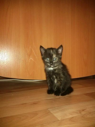 Лот: 10842829. Фото: 1. Трехцветная кошечка черепахового... Кошки, котята