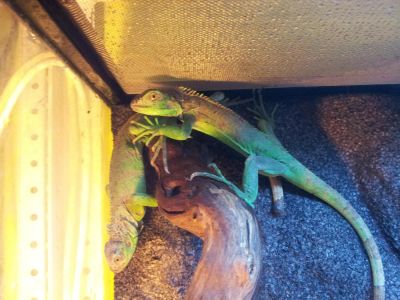 Лот: 3787709. Фото: 1. Игуана обыкновенная зеленая (Iguana... Остальные животные