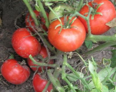 Лот: 7060210. Фото: 1. Томаты (помидоры), семена домашние... Овощи