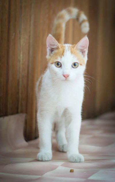 Лот: 7579382. Фото: 1. Котята в добрые руки!. Кошки, котята