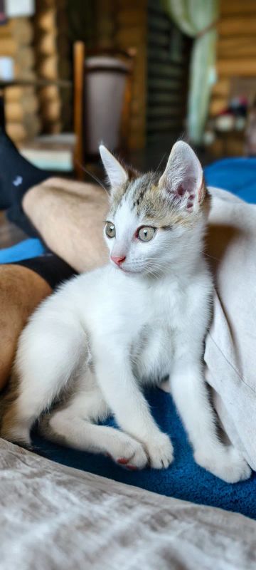Лот: 25665332. Фото: 1. Котенок девочка бесплатно. Кошки, котята
