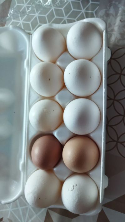 Лот: 19167371. Фото: 1. яйцо куриное домашнее. Мясо, птица, яйцо
