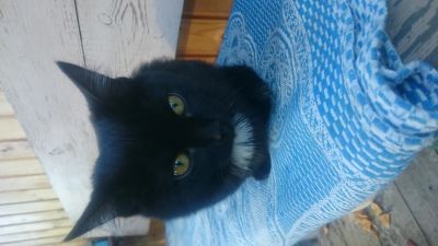 Лот: 12276477. Фото: 1. Котенок. Кошки, котята