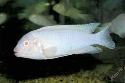 Лот: 1049163. Фото: 1. Белый Принц (Pseudotropheus Socolofi... Рыбки