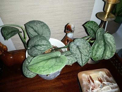 Лот: 25079618. Фото: 1. Сциндапсус Сильвер Клауд. Горшечные растения и комнатные цветы