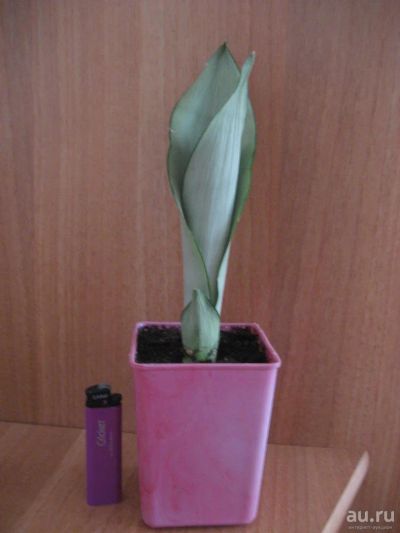 Лот: 7197079. Фото: 1. Сансевиерия Муншайн (Sansevieria... Горшечные растения и комнатные цветы