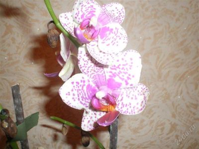 Лот: 842566. Фото: 1. Орхидея фаленопсис отцветает. Горшечные растения и комнатные цветы