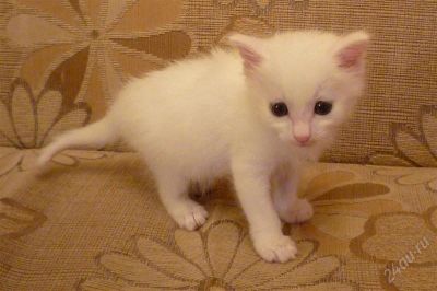 Лот: 1902618. Фото: 1. Котёнок. Кошки, котята