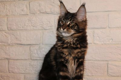 Лот: 6988123. Фото: 1. Котенок Мейн-кун. Кошки, котята