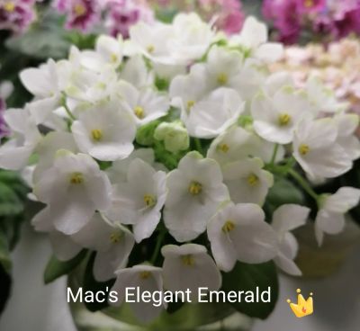 Лот: 16706616. Фото: 1. Фиалка Mac's Elegant Emerald лист. Горшечные растения и комнатные цветы