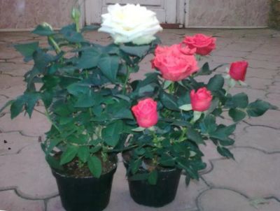 Лот: 7244370. Фото: 1. Саженцы роз.Горшечные. Садовые цветы