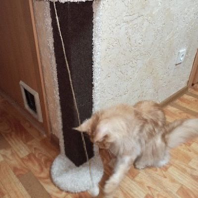 Лот: 17331385. Фото: 1. Когтеточка угловая. Игрушки для животных