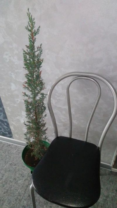 Лот: 10433770. Фото: 1. Кипарис 1. Горшечные растения и комнатные цветы