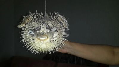 Лот: 4633580. Фото: 1. Длинноиглая рыба-ёж чучело. Чучела животных, рога, шкуры