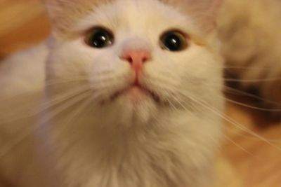 Лот: 6431357. Фото: 1. Отдам Кота, помесь Ангорка-Сибирской... Кошки, котята