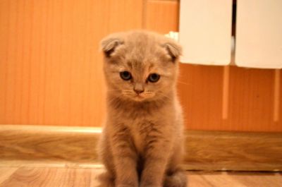 Лот: 4766454. Фото: 1. Шотландская кошечка. Кошки, котята