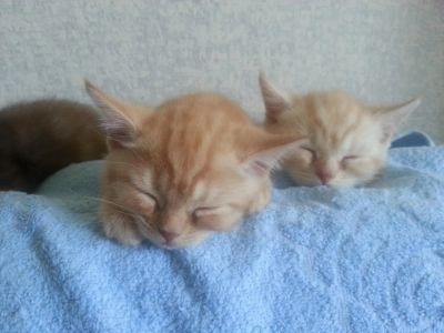 Лот: 4106018. Фото: 1. Британские котята. Кошки, котята