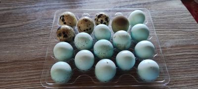 Лот: 25888810. Фото: 1. Перепелиное яйцо. Мясо, птица, яйцо