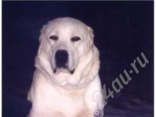Лот: 27167. Фото: 1. продам щенка средне-азиатской... Красноярск