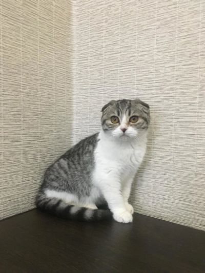 Лот: 10334158. Фото: 1. Вислоухая девочка. Кошки, котята