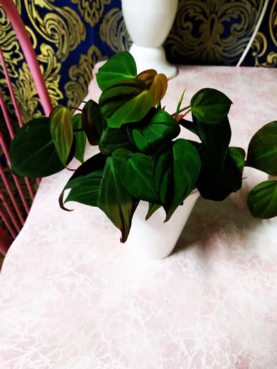 Лот: 19359871. Фото: 1. Филодендрон миканс с бархатными... Горшечные растения и комнатные цветы
