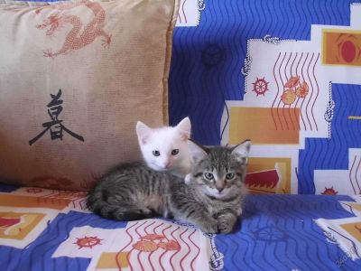Лот: 5658371. Фото: 1. Отдам котят в добрые руки. Кошки, котята